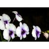 2w1 Obraz za dnia w nocy lampka Nowość "Orchidea" w twoim salonie 100cm/70cm zobacz galerię!