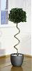 Drzewko  Greckie formowane -D 150cm  basen, spa, salon, biuro