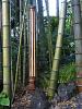 Lampa bambusowa 