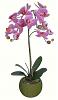 orchidea storczyk 90cm idealny prezent