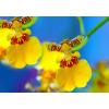 2w1 Obraz za dnia w nocy lampka Nowość "Żółta orchidea" w twoim salonie 100cm/70cm zobacz galerię!