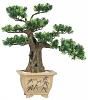 Bonzai -bonsai 40cm na prezent 