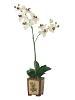 Orchidea biała w ceramicznej doniczce 90cm